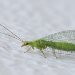 Green lacewings are an effective biocontrol for soybean aphid in Manitoba fields.