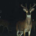 Western Manitoba municipal leaders are calling for action on the night hunting issue.