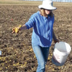 Szilvia Yuja, a research specialist at the Carrington Research Extension Center, applies wet distillers grains as part of a study on the use of distillers grains as a source of fertilizer.