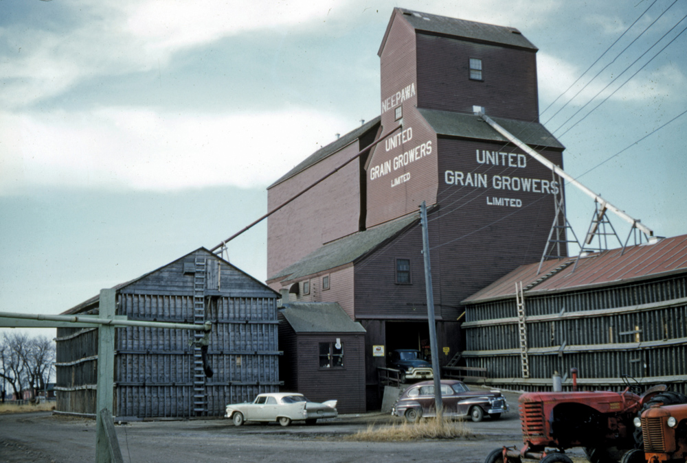 When this United Grain Growers elevator at Neepawa was photographed in 1961, it was surrounded on three sides by annexes, giving it a total capacity of 152,000 bushels. Three annexes were built as emergency storage space in August and September 1940, during the Second World War, when Nazi submarines threatened grain shipments overseas. Many of the annexes remained in service for decades and were cursed by generations of elevator agents. One of the wartime annexes was torn down in 1948, a second in 1978, and a third in 1980. The elevator, built in 1938, was demolished in November 2002.