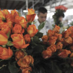 Biotechnology could soon replace roses and other natural scents with a chemical compound grown from yeast or bacteria that is virtually indistinguishable.