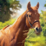 A diet that’s too rich can cause serious health problems for horses.