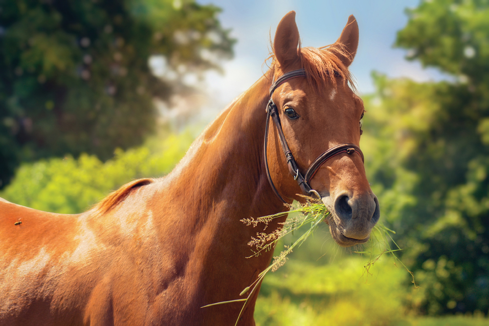 A diet that’s too rich can cause serious health problems for horses.