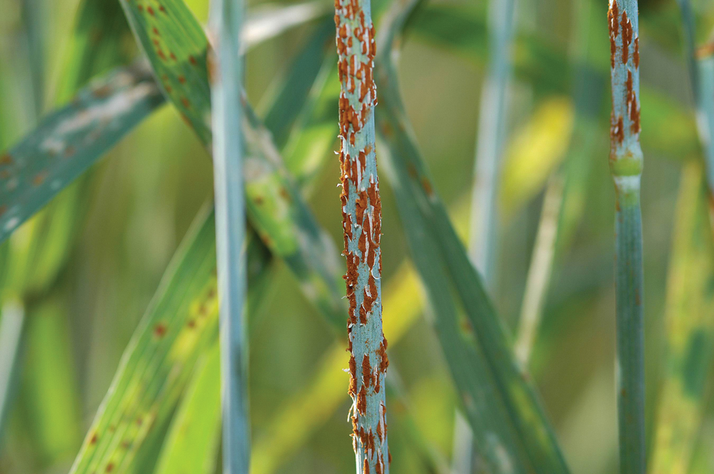 A virulent new strain of stem rust has been found in Europe and could threaten crops there and in northern Africa in the coming growing season.