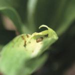 A crop-eating army worm is seen on a sorghum plant at a farm in Settlers, northern province of Limpopo, February 8, 2017.