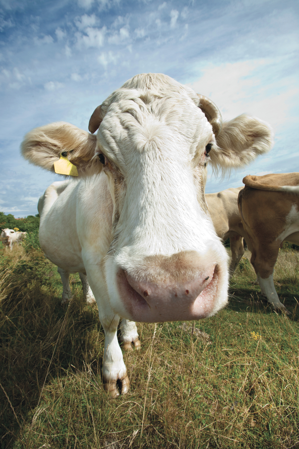 Researchers in China say cattle with TB resistance are now a reality.
