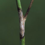 Sclerotinia risks remain high for Manitoba canola producers.