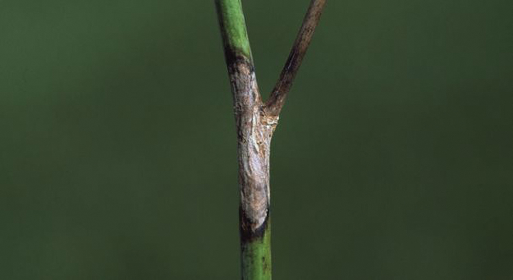 Sclerotinia risks remain high for Manitoba canola producers.