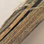 Verticillium stripe (seen here)  can be mistaken for blackleg (see further down), but there are no large fruiting bodies found on the stems when you look more closely.