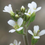 This flowering plant, Arabidopsis thalania or Thale cress, defends against invaders by recognizing and attacking foreign RNAs that it distinguishes by its lack of tail.