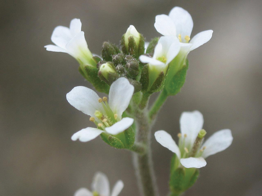 This flowering plant, Arabidopsis thalania or Thale cress, defends against invaders by recognizing and attacking foreign RNAs that it distinguishes by its lack of tail.