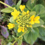 The iconic yellow canola flower is also causing the Canadian economy to blossom, according to a report that spurred much discussion at the recent Canola Council of Canada annual conference.