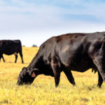 Manitoba Beef Producers releases carbon pricing policy