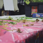 Samples approximate visible clubroot symptoms as might be seen in Manitoba, given current spore loads,  at Dauphin’s CanoLAB canola management workshop March 16.