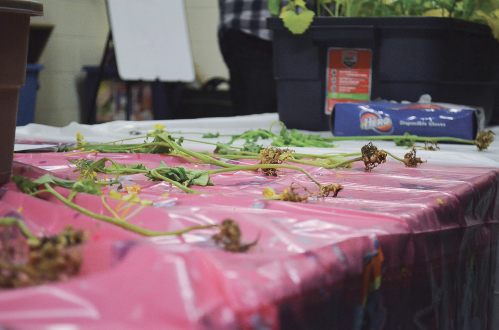 Samples approximate visible clubroot symptoms as might be seen in Manitoba, given current spore loads,  at Dauphin’s CanoLAB canola management workshop March 16.