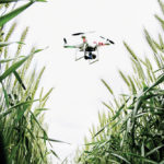 An unmanned aerial vehicle is used to check a wheat crop.