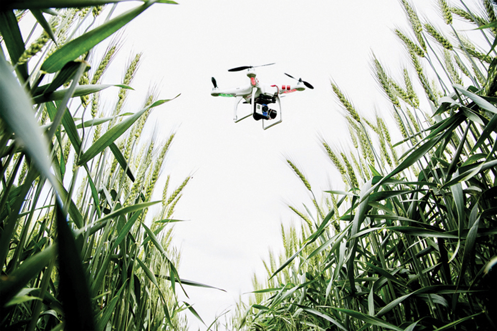 An unmanned aerial vehicle is used to check a wheat crop. 