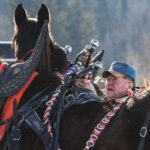 Harvey Watson of Rossendale harnesses up his Percheron
quarter-horse-cross team of Gypsy and Dusty.
