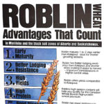 The Roblin wheat advantage