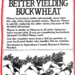 Better yields with Manor Buckwheat