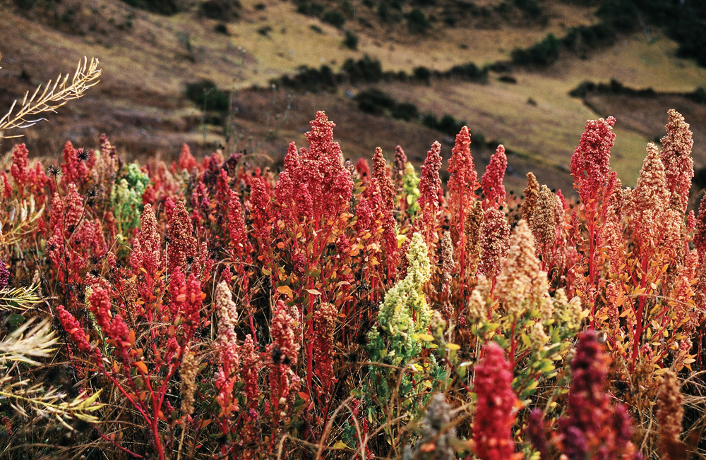 Quinoa, seen growing wild here in Peru at an altitude of 3,800 metres, is an example of one crop that could be better domesticated with modern technology.
