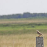Manitoba Beef Producers’ new program to promote habitat enhancement will benefit birds like the threatened Sprague’s pipit which is not thriving as grassland habitat it needs to thrive has disappeared.