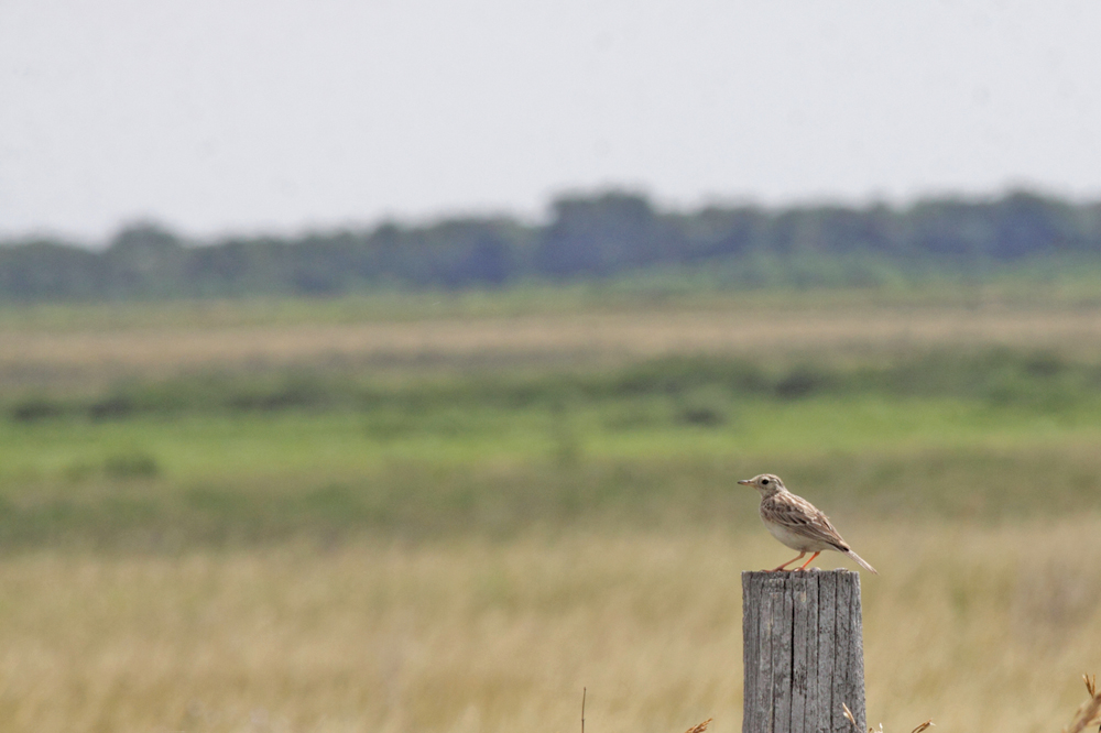 Manitoba Beef Producers’ new program to promote habitat enhancement will benefit birds like the threatened Sprague’s pipit which is not thriving as grassland habitat it needs to thrive has disappeared.