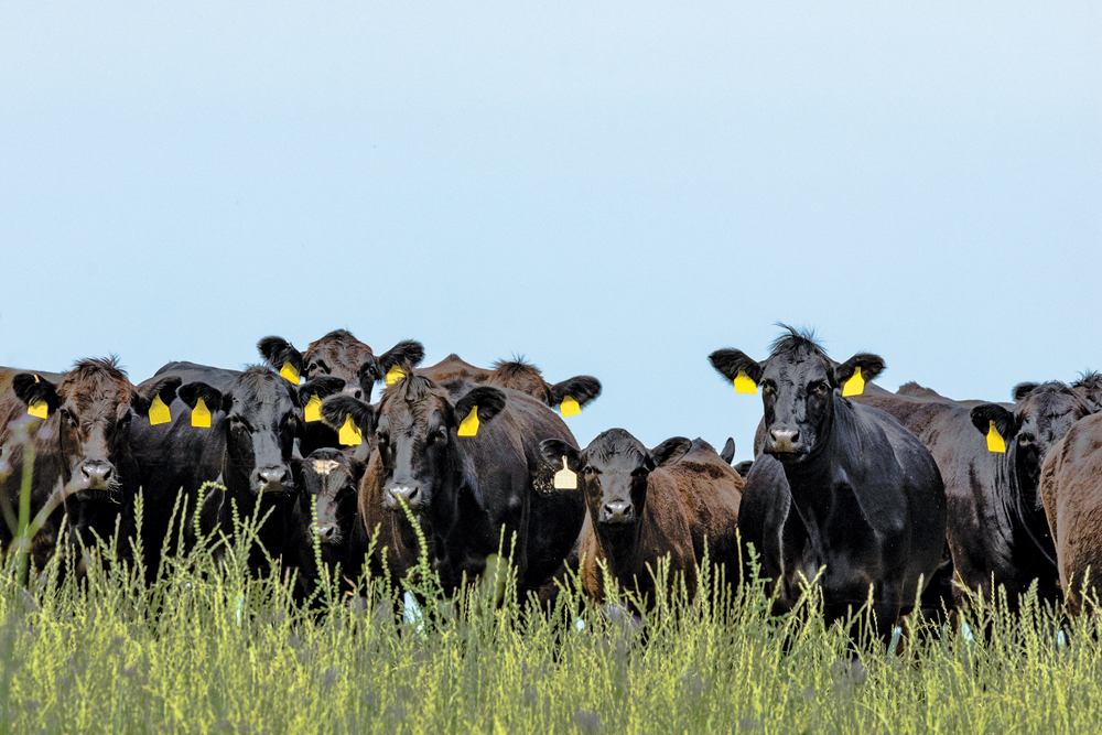 Global warming will mean a longer growing season and more forage production — as long as there’s enough water.