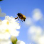 Flying bee