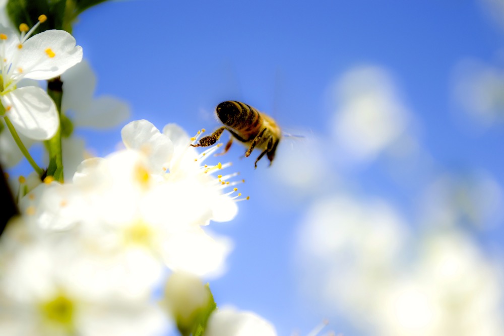 Flying bee