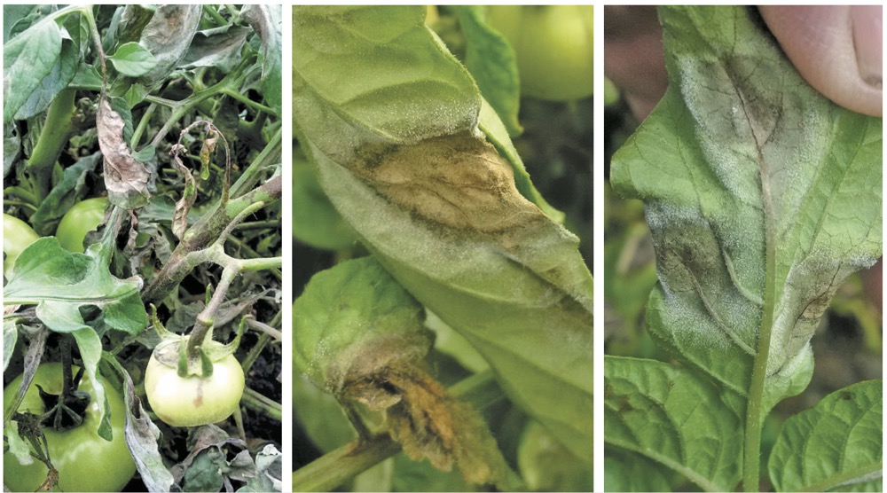 It’s important that growers recognize symptoms of late blight, which can appear on the plant’s leaves, stems and fruits, says a provincial extension pathologist.