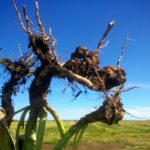 Clubroot a Manitoba reality