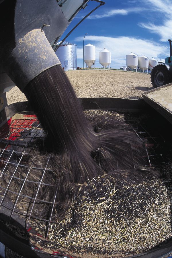 Canola drops below chart support with fund selling