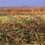 Canola sinks below $500 under technical pressure