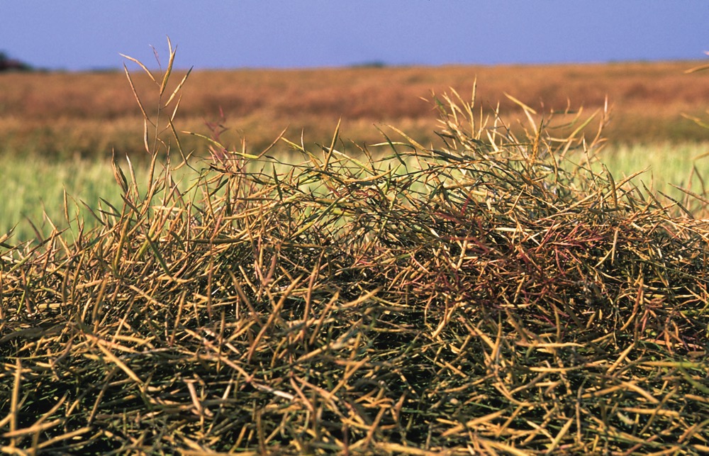 Canola sinks below $500 under technical pressure