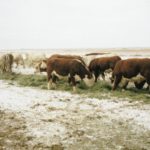 Some cattle sales called on account of snowstorm