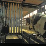 cattle loading into trailer