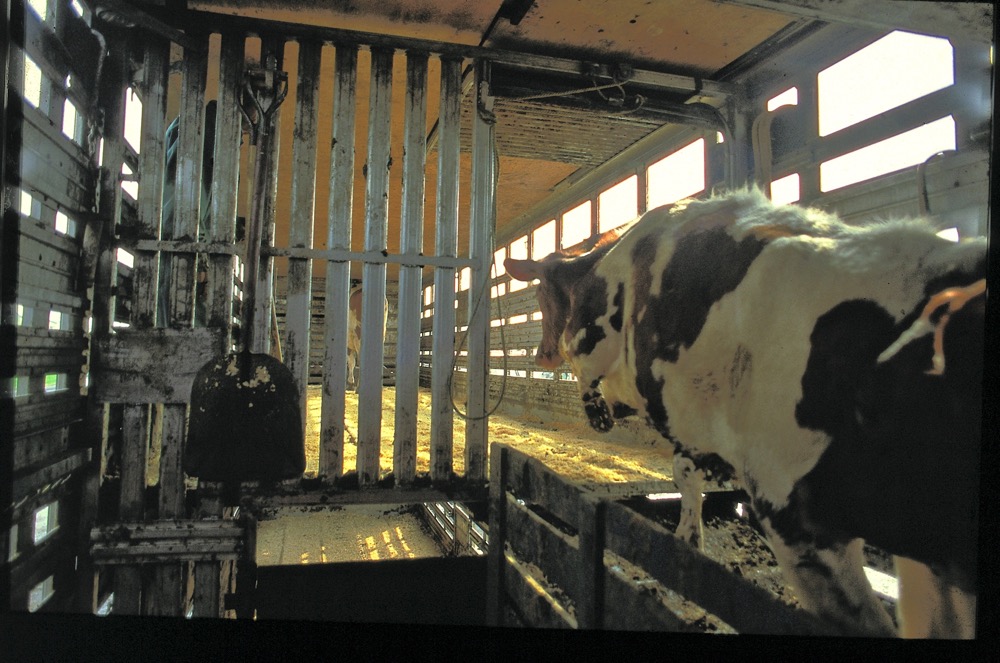 cattle loading into trailer
