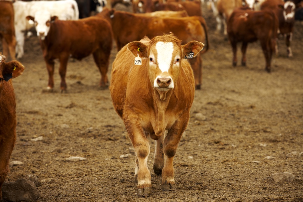 Local cattle values rise on Chicago cattle futures