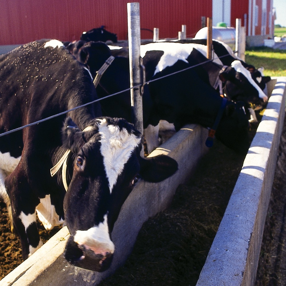Technology, co-operation to result in long-desired dairy genetic indices