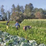 Harvest labour from temporary foreign workers is particularly important to vegetable producers and other horticultural operators, who say they can’t find enough help locally.