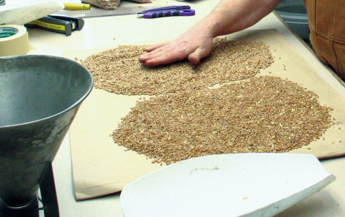 NFU investigating farmers’ grain-grading complaints through survey