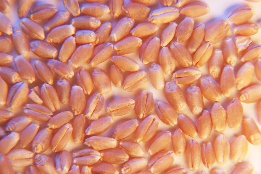 Canadian wheat bids rise, but upside limited