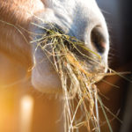Horses fed diets with too many sugars and carbohydrates and too few long-stem forages are at risk for ulcers  and other digestive issues.
