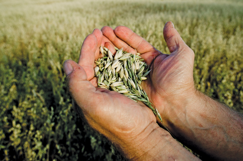 Manitoba Oat Growers’ Association celebrates success and solvency