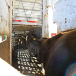 These animals will weigh less at the end of their journey. But how much weight they lose will depend on how they were treated.