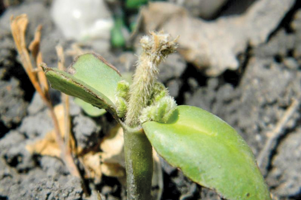Soybeans are proving very popular with growers, but they’re still at risk for frost.