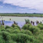 Wetland loss continues to grow at an alarming rate and Ducks Unlimited Canada says compensating farmers for environmental services could slow and even reverse that trend.