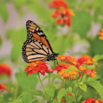 How to create an inviting butterfly garden