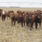 Researchers found that grazing crop residue could actually improve certain soil properties and that compaction concerns were overblown.